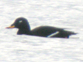 Velvet Scoter